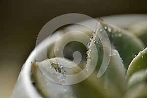 Multicapacity process